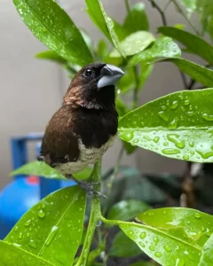 Cara Merawat Burung Emprit Kaji Biar Gacor