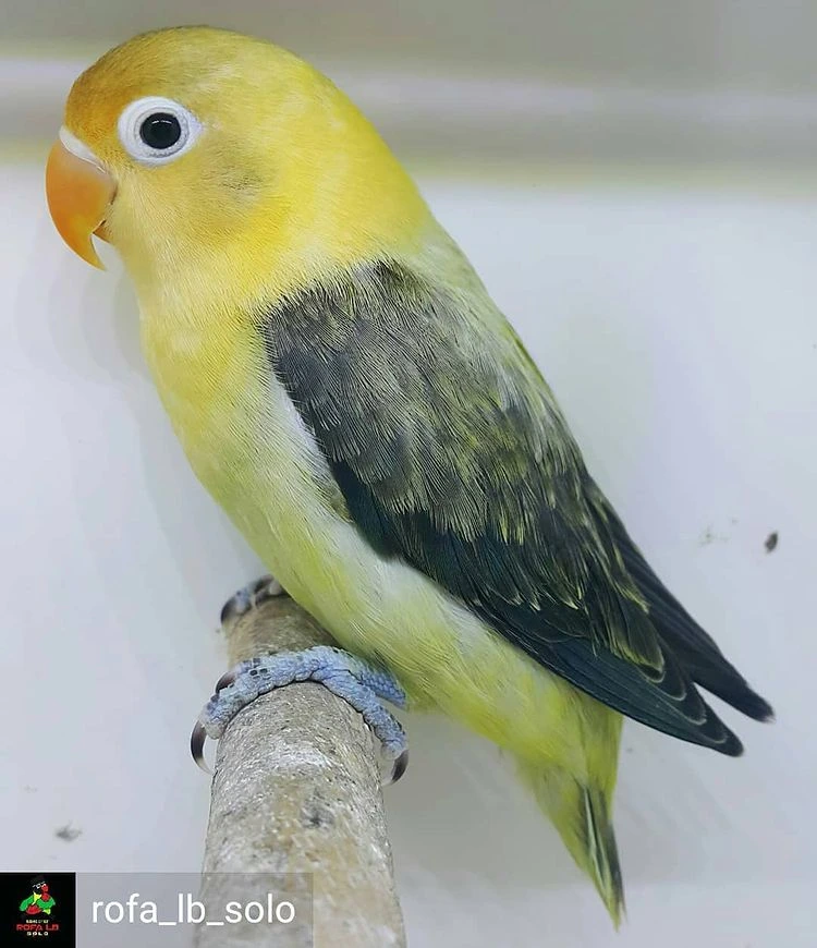 Mengatasi Lovebird nglemak