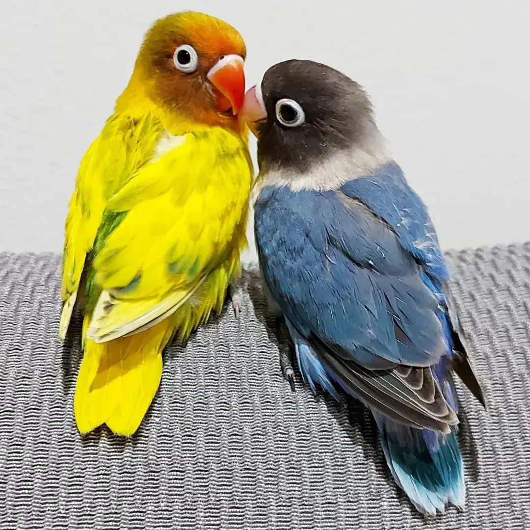 what fruits can lovebirds eat