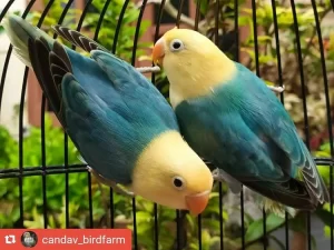 Can Lovebirds Eat Grapes