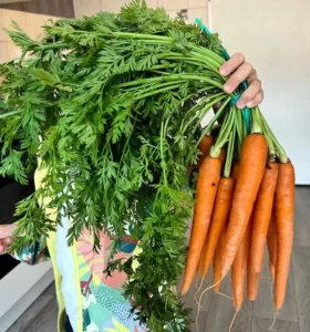 Wortel - Sayuran Buat Kenari Biar Gacor
